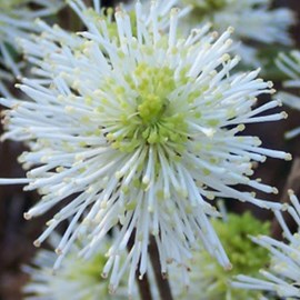 Fothergilla major - 30-40 cm pot