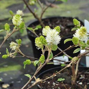 Fothergilla major - 30-40 cm pot