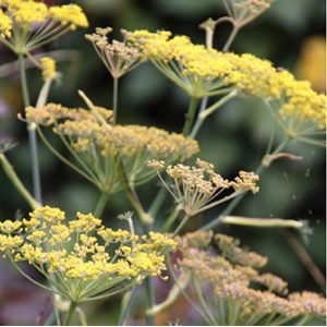 6 x fenouil  - foeniculum vulgare 'giant bronze'  - godet 9x9 cm