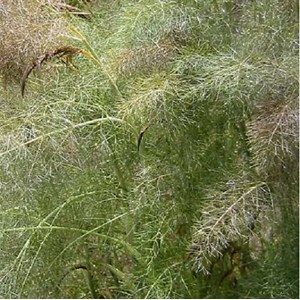 Fenouil  - foeniculum vulgare 'giant bronze'  - godet 9x9 cm