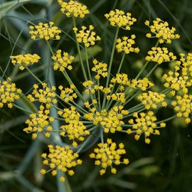 6 x fenouil - foeniculum vulgare  - godet 9x9 cm