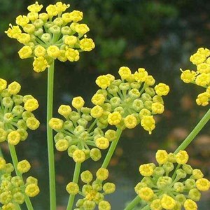 6 x fenouil - foeniculum vulgare  - godet 9x9 cm