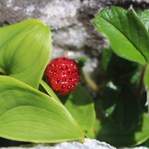 Fraisier du chili - fragaria chiloensis  - godet 9x9 cm