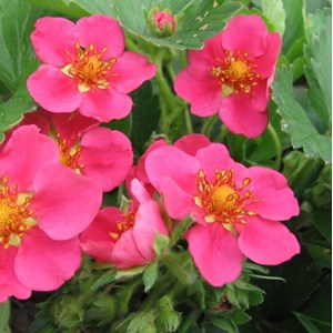 6 x fraisier d'ornement  - fragaria 'pink panda'  - godet 9x9 cm