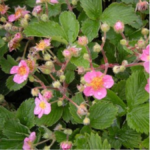 Fraisier d'ornement  - fragaria 'pink panda'  - godet 9x9 cm