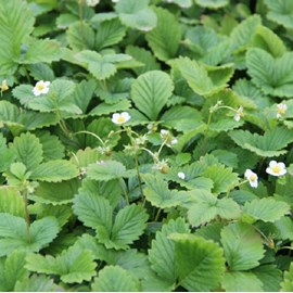 Fraisier des bois  - fragaria vesca 'alexandria'  - godet 9x9 cm