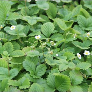 Fraisier des bois  - fragaria vesca 'alexandria'  - godet 9x9 cm