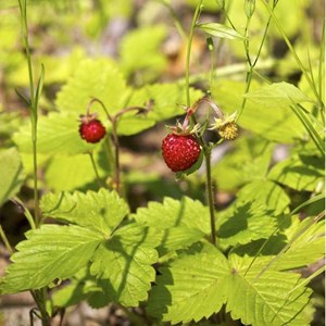 6 x fraisier des bois - fragaria vesca  - godet 9x9 cm