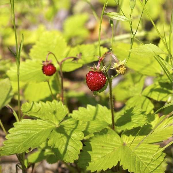 Arborix - 6 x fraisier des bois - fragaria vesca  - godet 9x9 cm