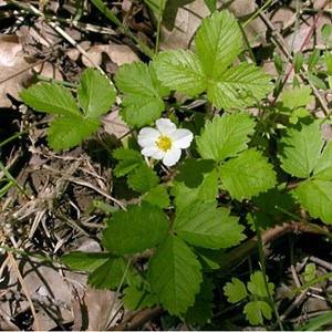 6 x fraisier des bois - fragaria vesca  - godet 9x9 cm