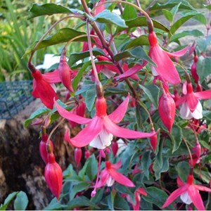 Fuchsia 'madame cornelissen' - godet 9x9 cm