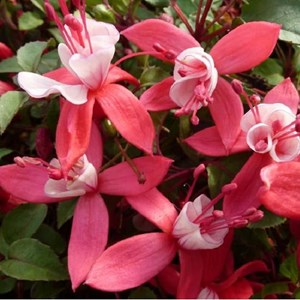 6 x fuchsia 'madame cornelissen' - godet 9x9 cm