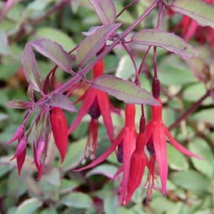 6 x fuchsia de magellan ' tricolor' - fuchsia magellanica 'tricolor' - godet