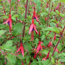 6 x fuchsia de magellan  - fuchsia 'riccartonii'  - godet 9x9 cm