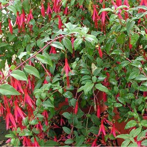 6 x fuchsia de magellan  - fuchsia 'riccartonii'  - godet 9x9 cm