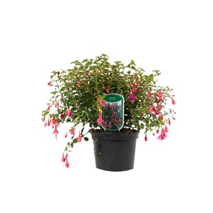 Fuchsia 'tom thumb' - godet 9x9 cm