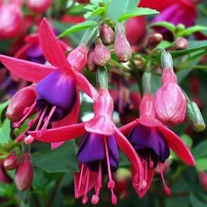 6 x fuchsia 'tom thumb' - godet 9x9 cm