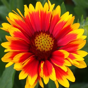 6 x gaillarde vivace  - gaillardia 'arizona sun'  - godet 9x9 cm