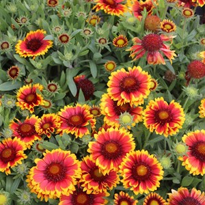 6 x gaillarde vivace  - gaillardia 'arizona sun'  - godet 9x9 cm