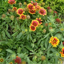 6 x gaillarde  - gaillardia 'bremen'  - godet 9x9 cm