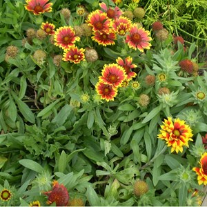 6 x gaillarde  - gaillardia 'bremen'  - godet 9x9 cm