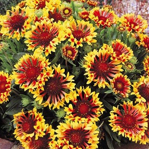 6 x gaillarde  - gaillardia 'bremen'  - godet 9x9 cm