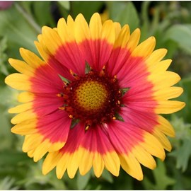 6 x gaillarde vivace  - gaillardia 'kobold'  - godet 9x9 cm