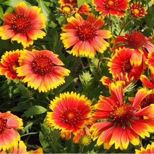 6 x gaillarde vivace  - gaillardia 'kobold'  - godet 9x9 cm