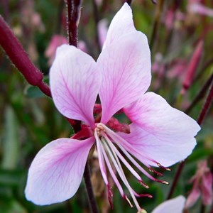 Gaura lindheimeri 'cherry brandy' - godet 9x9 cm