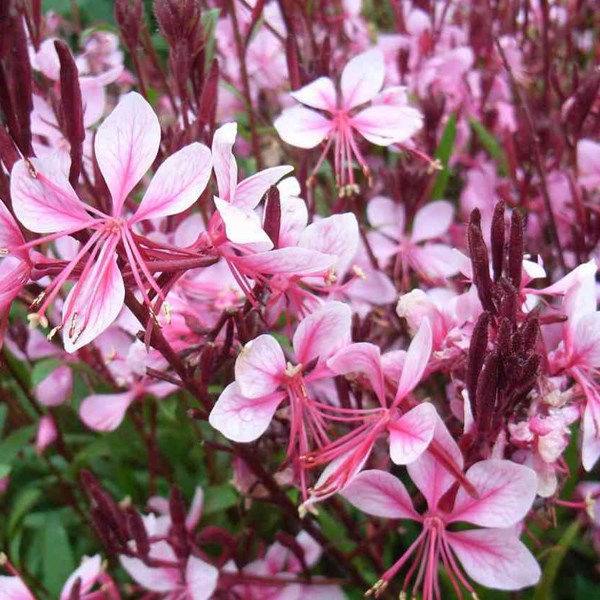 Arborix - 6 x gaura lindheimeri 'cherry brandy' - godet 9x9 cm