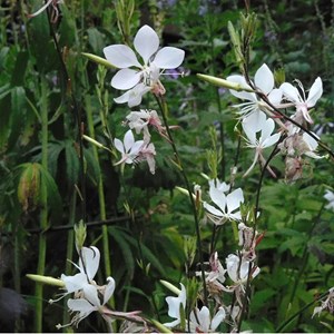 Gaura lindheimeri - godet 9x9 cm
