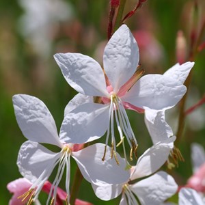 6 x gaura lindheimeri - godet 9x9 cm