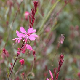 Gaura lindheimeri 'siskiyou pink' - godet 9x9 cm