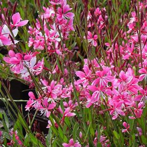 Gaura lindheimeri 'siskiyou pink' - godet 9x9 cm