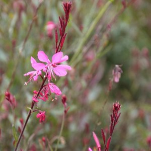 6 x gaura lindheimeri 'siskiyou pink' - godet 9x9 cm