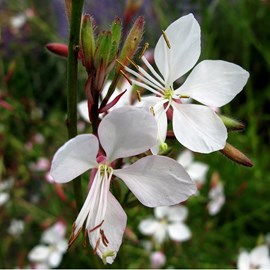 Gaura lindheimeri 'whirling butterflies' - godet 9x9 cm
