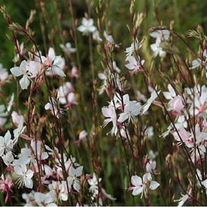 Gaura lindheimeri 'whirling butterflies' - godet 9x9 cm