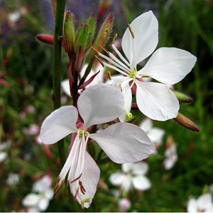 6 x gaura lindheimeri 'whirling butterflies' - godet 9x9 cm