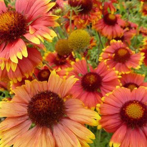 6 x gaillarde vivace  - gaillardia 'tokayer'  - godet 9x9 cm