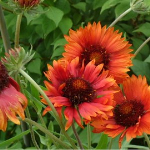 6 x gaillarde vivace  - gaillardia 'tokayer'  - godet 9x9 cm