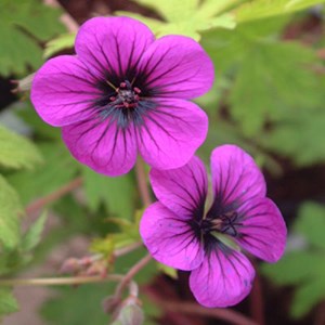 6 x géranium vivace  - geranium 'ann folkard'  - godet 9x9 cm