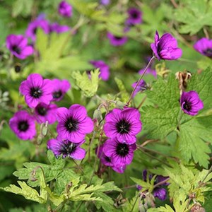 6 x géranium vivace  - geranium 'ann folkard'  - godet 9x9 cm