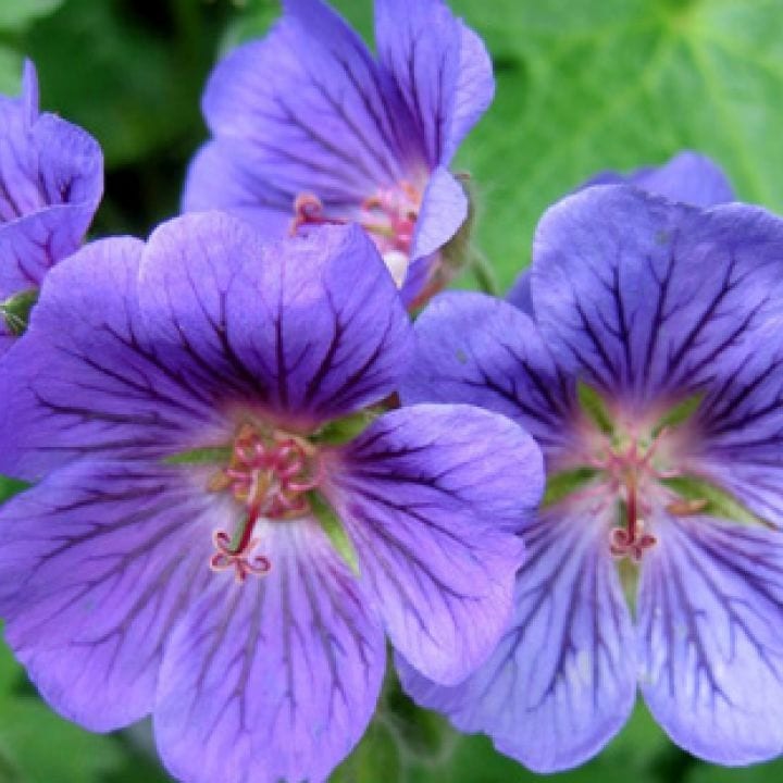 Arborix - 6 x géranium vivace - geranium 'blue blood' - godet 9x9 cm