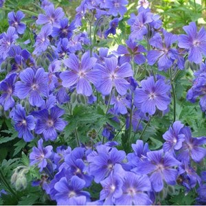 6 x géranium vivace  - geranium 'blue blood'  - godet 9x9 cm