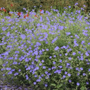 6 x géranium vivace  - geranium 'brookside'  - godet 9x9 cm