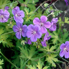 6 x géranium vivace ® - geranium 'blue sunrise'  - godet 9x9 cm