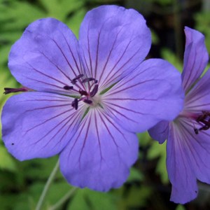 6 x géranium vivace ® - geranium 'blue sunrise'  - godet 9x9 cm