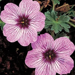 6 x géranium vivace  - geranium cinereum 'ballerina'  - godet 9x9 cm