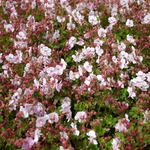6 x géranium vivace  - geranium cantabrigiense 'biokovo'  - godet 9x9 cm