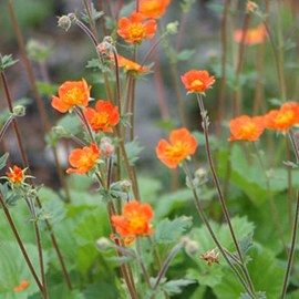 6 x benoîte  - geum coccineum 'borisii'  - godet 9x9 cm